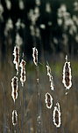 BB 05 0351 / Typha latifolia / Brei dunkjevle